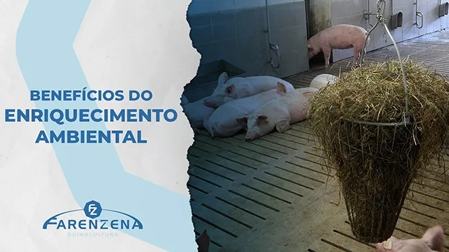 O enriquecimento ambiental na criação de suínos