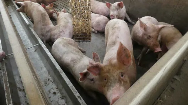 Meno azoto escreto dai suini alimentati con diete a proteina contenuta...