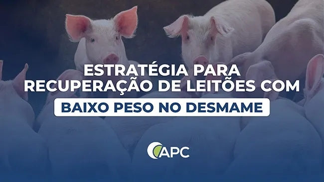 A suplementação com plasma spray dried auxilia na recuperação de leitões com baixo peso no desmame