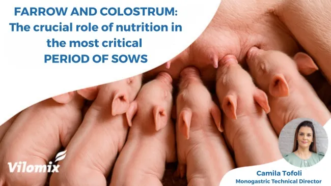 A successful farrowing depends on proper peripartum nutritional management