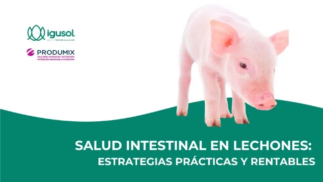🐷¿Sabías que la salud intestinal en la cría de lechones influye ...