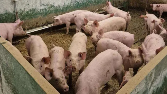 Abstract: “Never Docked a Pig Tail and Never Will”