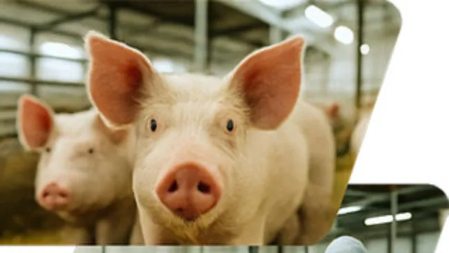 Líder Opina: O impacto da genética na eficiência alimentar dos suínos