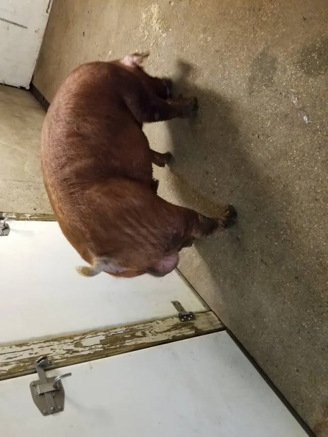 Purebred Genesus Duroc boar