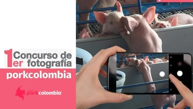 Primer concurso de fotografia Porkcolombia