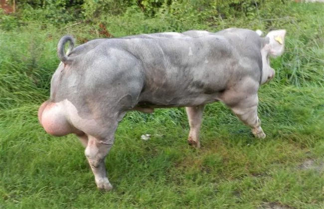 Belgian Piétrain boars