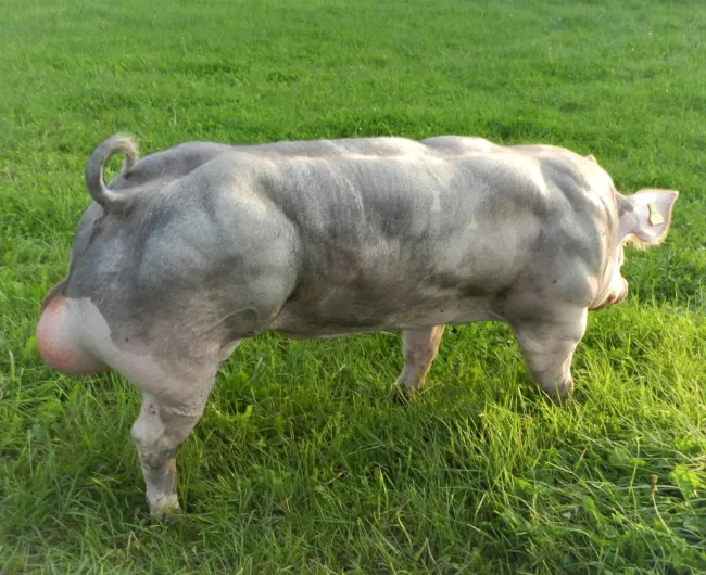 Top boar in Belgian