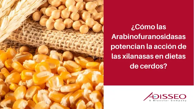 Arabinofuranosidasas: la revolución para potenciar la eficacia de las xilanasas