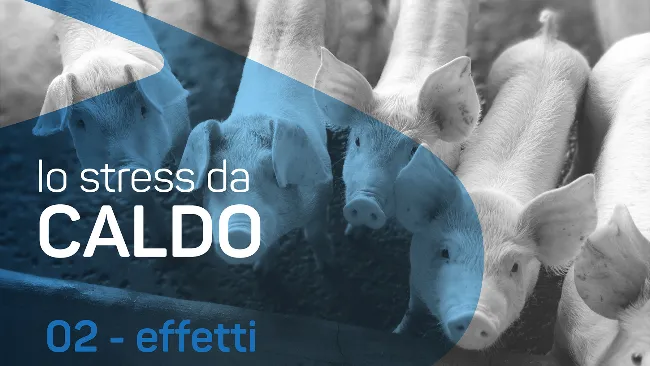Quali sono gli effetti dello stress termico nel suino?