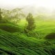 Qiong Zhang