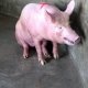 PigBig PigBig