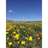 Constantinos Hadjiconstantouras