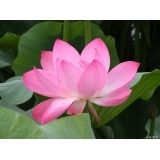 志芳 刘